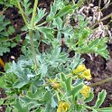 Pelargonium gibbosum (3)